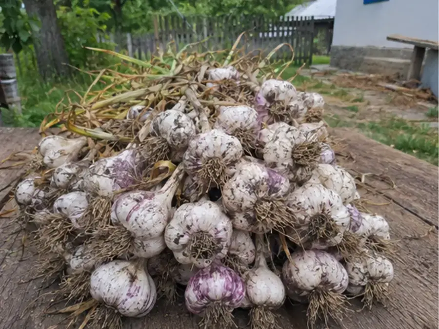 Урожай часнику